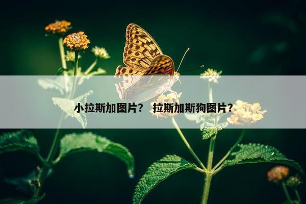 小拉斯加图片？ 拉斯加斯狗图片？