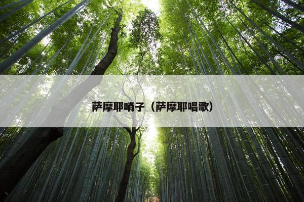 萨摩耶哨子（萨摩耶唱歌）