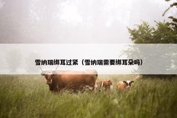 雪纳瑞绑耳过紧（雪纳瑞需要绑耳朵吗）
