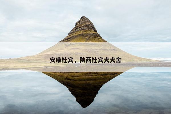 安康杜宾，陕西杜宾犬犬舍