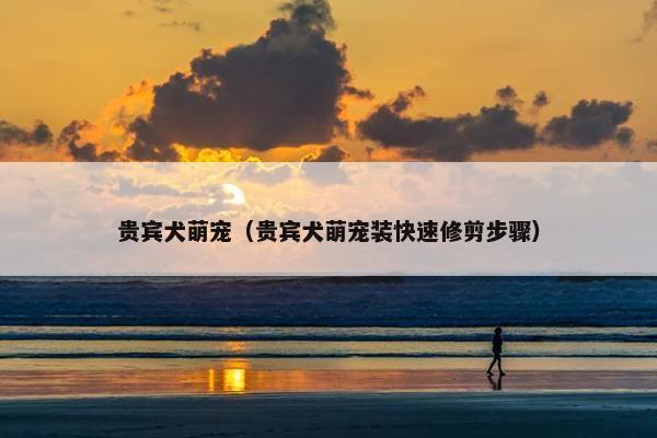贵宾犬萌宠（贵宾犬萌宠装快速修剪步骤）