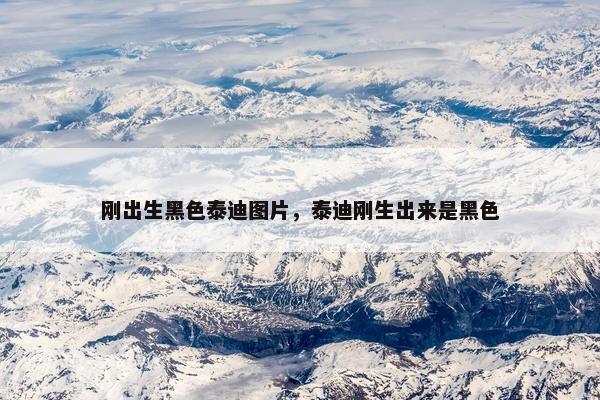 刚出生黑色泰迪图片，泰迪刚生出来是黑色