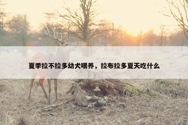 夏季拉不拉多幼犬喂养，拉布拉多夏天吃什么