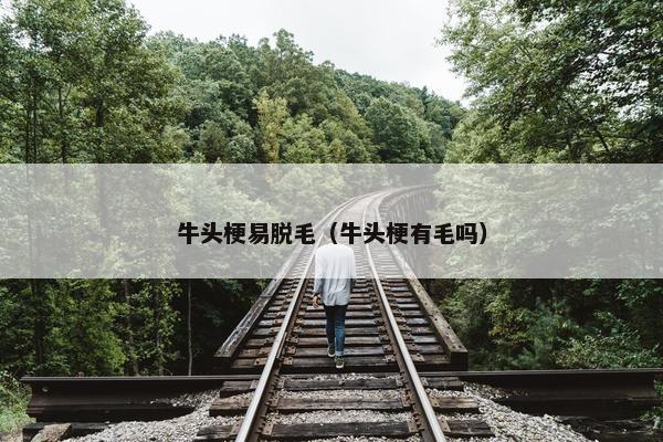 牛头梗易脱毛（牛头梗有毛吗）