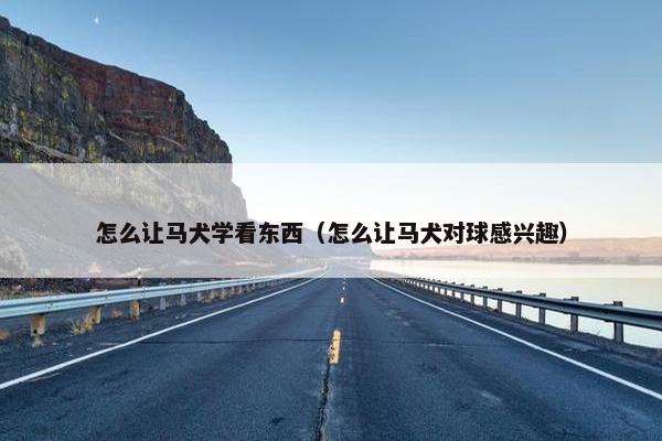 怎么让马犬学看东西（怎么让马犬对球感兴趣）