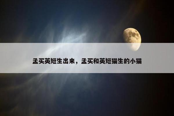 孟买英短生出来，孟买和英短猫生的小猫
