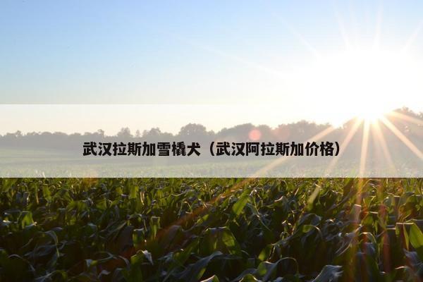武汉拉斯加雪橇犬（武汉阿拉斯加价格）