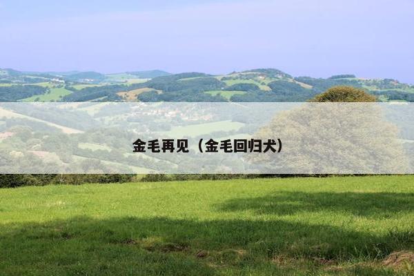 金毛再见（金毛回归犬）