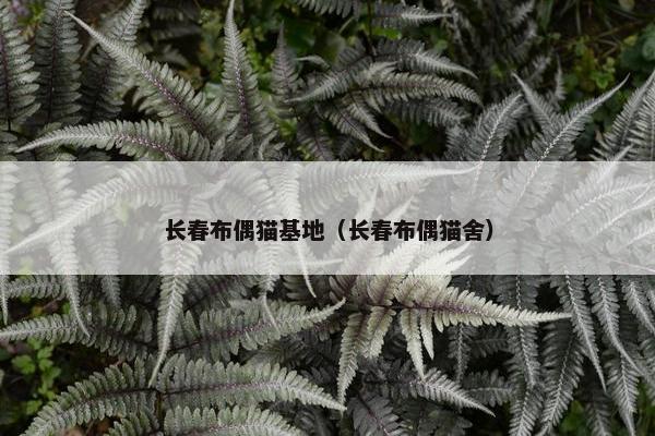 长春布偶猫基地（长春布偶猫舍）