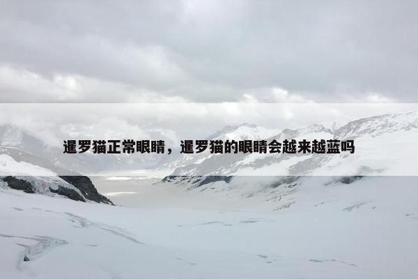 暹罗猫正常眼睛，暹罗猫的眼睛会越来越蓝吗