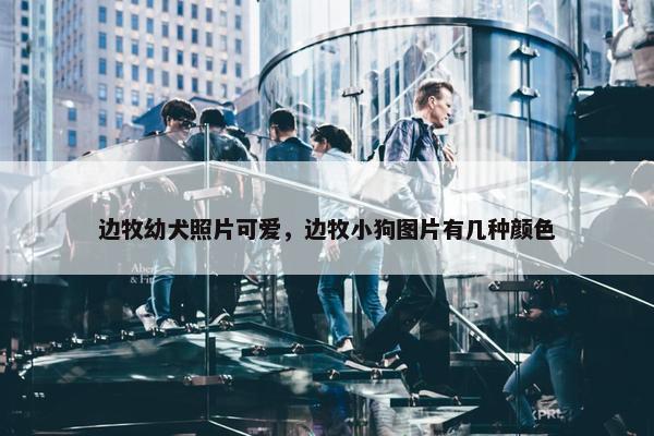 边牧幼犬照片可爱，边牧小狗图片有几种颜色
