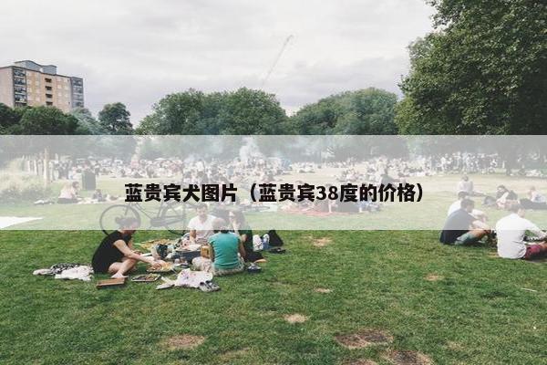 蓝贵宾犬图片（蓝贵宾38度的价格）