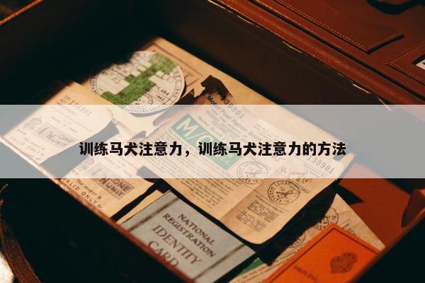 训练马犬注意力，训练马犬注意力的方法