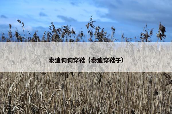 泰迪狗狗穿鞋（泰迪穿鞋子）