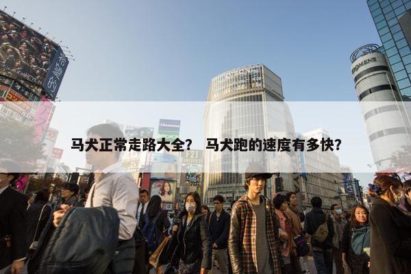 马犬正常走路大全？ 马犬跑的速度有多快？