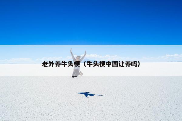 老外养牛头梗（牛头梗中国让养吗）
