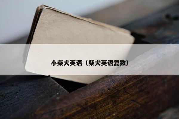 小柴犬英语（柴犬英语复数）