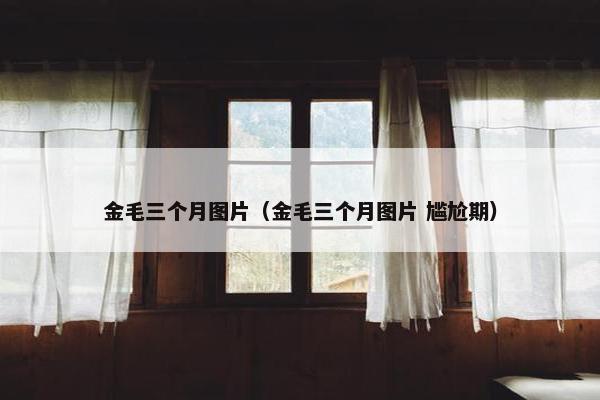 金毛三个月图片（金毛三个月图片 尴尬期）