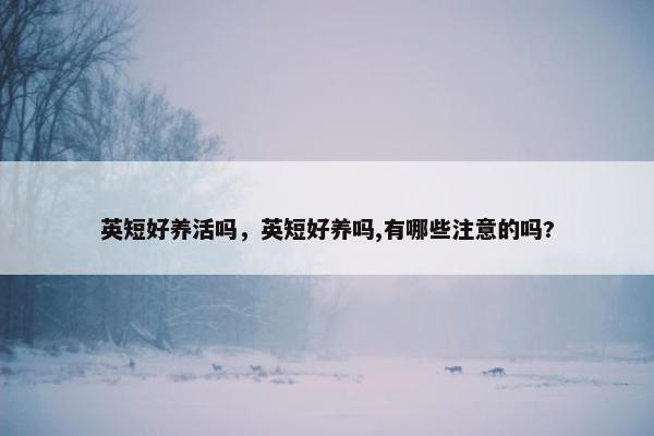 英短好养活吗，英短好养吗,有哪些注意的吗?