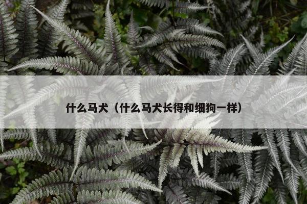 什么马犬（什么马犬长得和细狗一样）