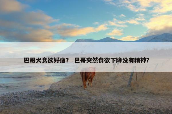 巴哥犬食欲好瘦？ 巴哥突然食欲下降没有精神？