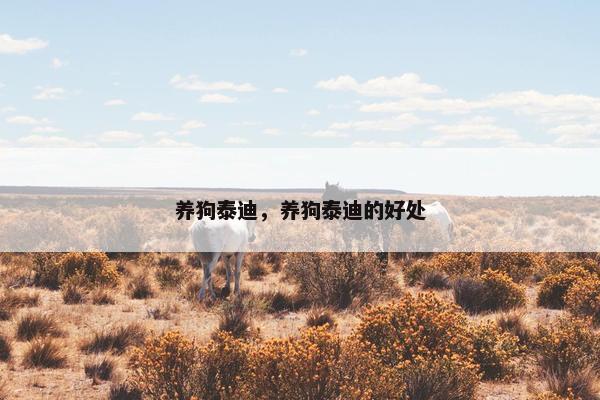 养狗泰迪，养狗泰迪的好处