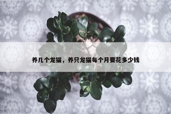 养几个龙猫，养只龙猫每个月要花多少钱