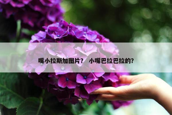嘴小拉斯加图片？ 小嘴巴拉巴拉的？
