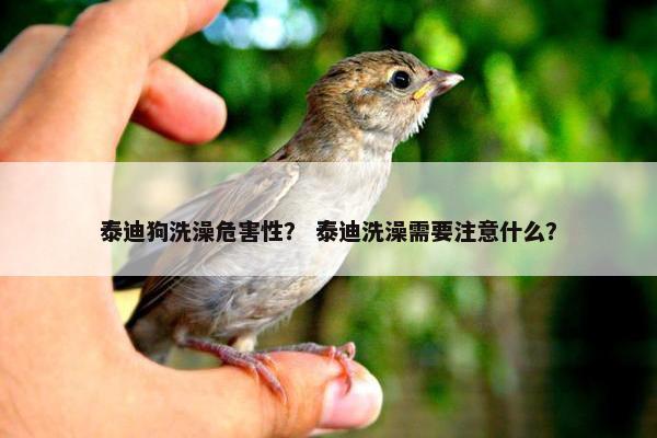 泰迪狗洗澡危害性？ 泰迪洗澡需要注意什么？