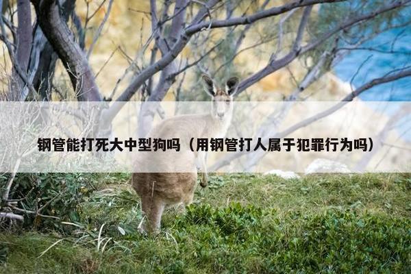 钢管能打死大中型狗吗（用钢管打人属于犯罪行为吗）