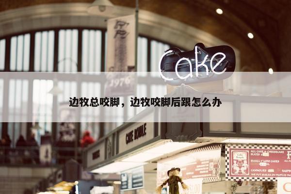 边牧总咬脚，边牧咬脚后跟怎么办