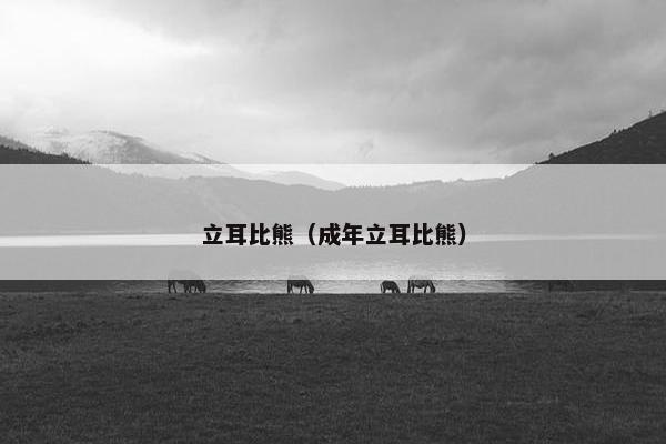 立耳比熊（成年立耳比熊）
