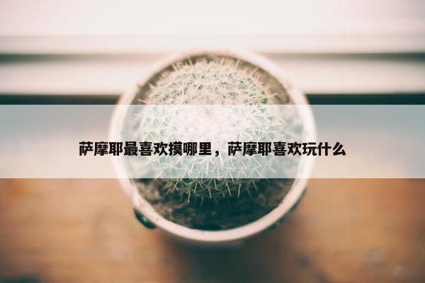 萨摩耶最喜欢摸哪里，萨摩耶喜欢玩什么