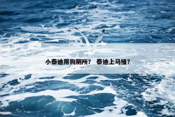 小泰迪用狗厕所？ 泰迪上马桶？