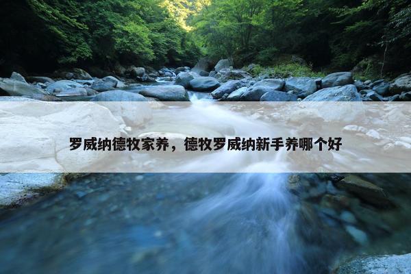 罗威纳德牧家养，德牧罗威纳新手养哪个好