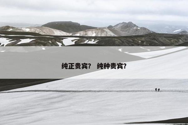 纯正贵宾？ 纯种贵宾？