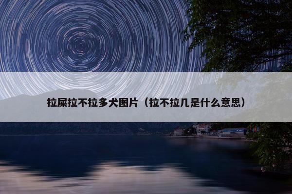 拉屎拉不拉多犬图片（拉不拉几是什么意思）