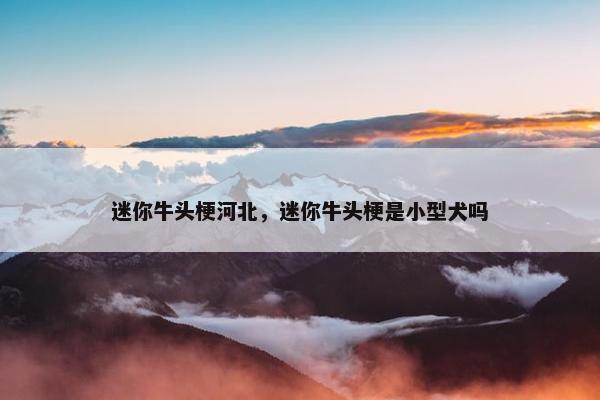 迷你牛头梗河北，迷你牛头梗是小型犬吗