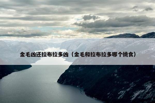 金毛凶还拉布拉多凶（金毛和拉布拉多哪个挑食）