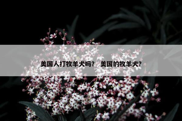 美国人打牧羊犬吗？ 美国的牧羊犬？