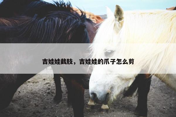 吉娃娃截肢，吉娃娃的爪子怎么剪