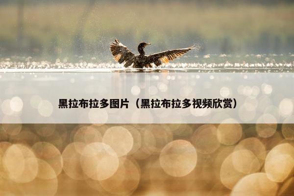 黑拉布拉多图片（黑拉布拉多视频欣赏）