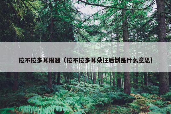 拉不拉多耳根翘（拉不拉多耳朵往后倒是什么意思）