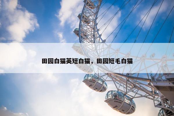田园白猫英短白猫，田园短毛白猫