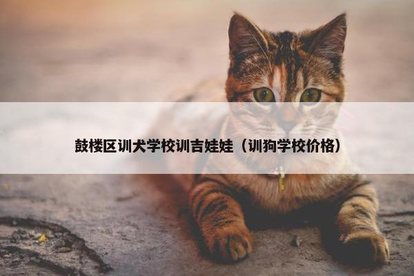 鼓楼区训犬学校训吉娃娃（训狗学校价格）