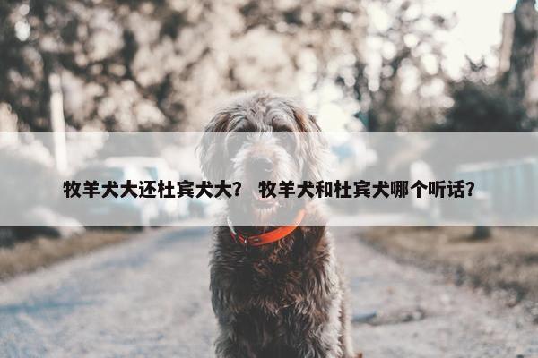 牧羊犬大还杜宾犬大？ 牧羊犬和杜宾犬哪个听话？
