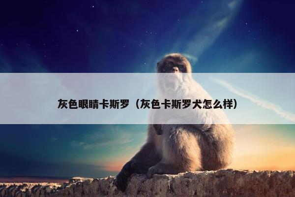 灰色眼睛卡斯罗（灰色卡斯罗犬怎么样）