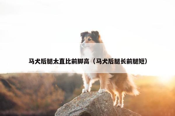 马犬后腿太直比前脚高（马犬后腿长前腿短）