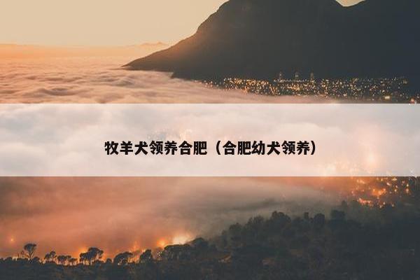 牧羊犬领养合肥（合肥幼犬领养）