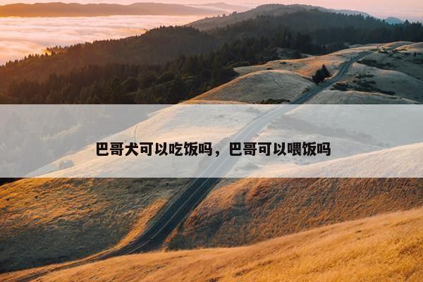 巴哥犬可以吃饭吗，巴哥可以喂饭吗